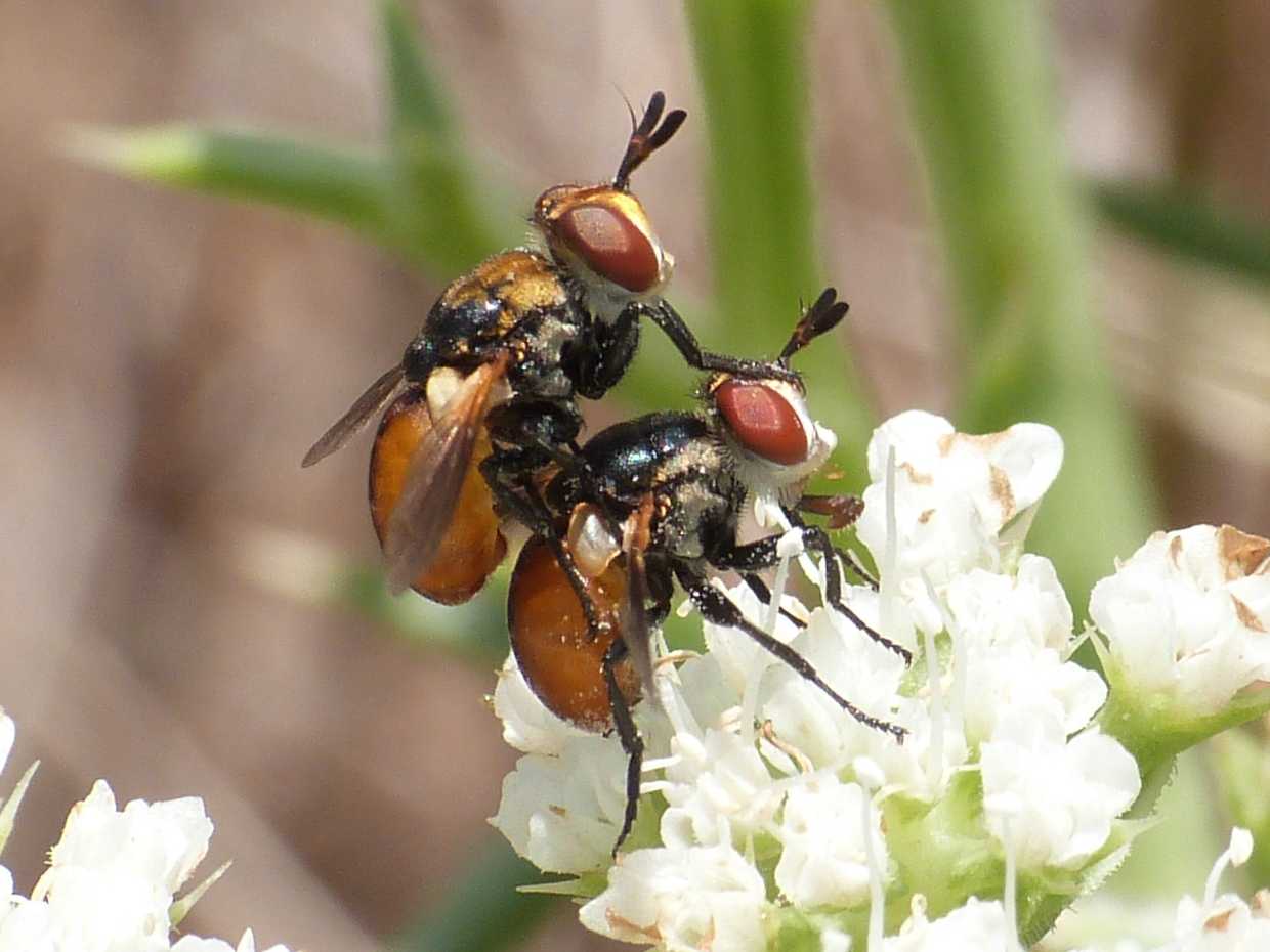 Gymnosoma in accoppiamento